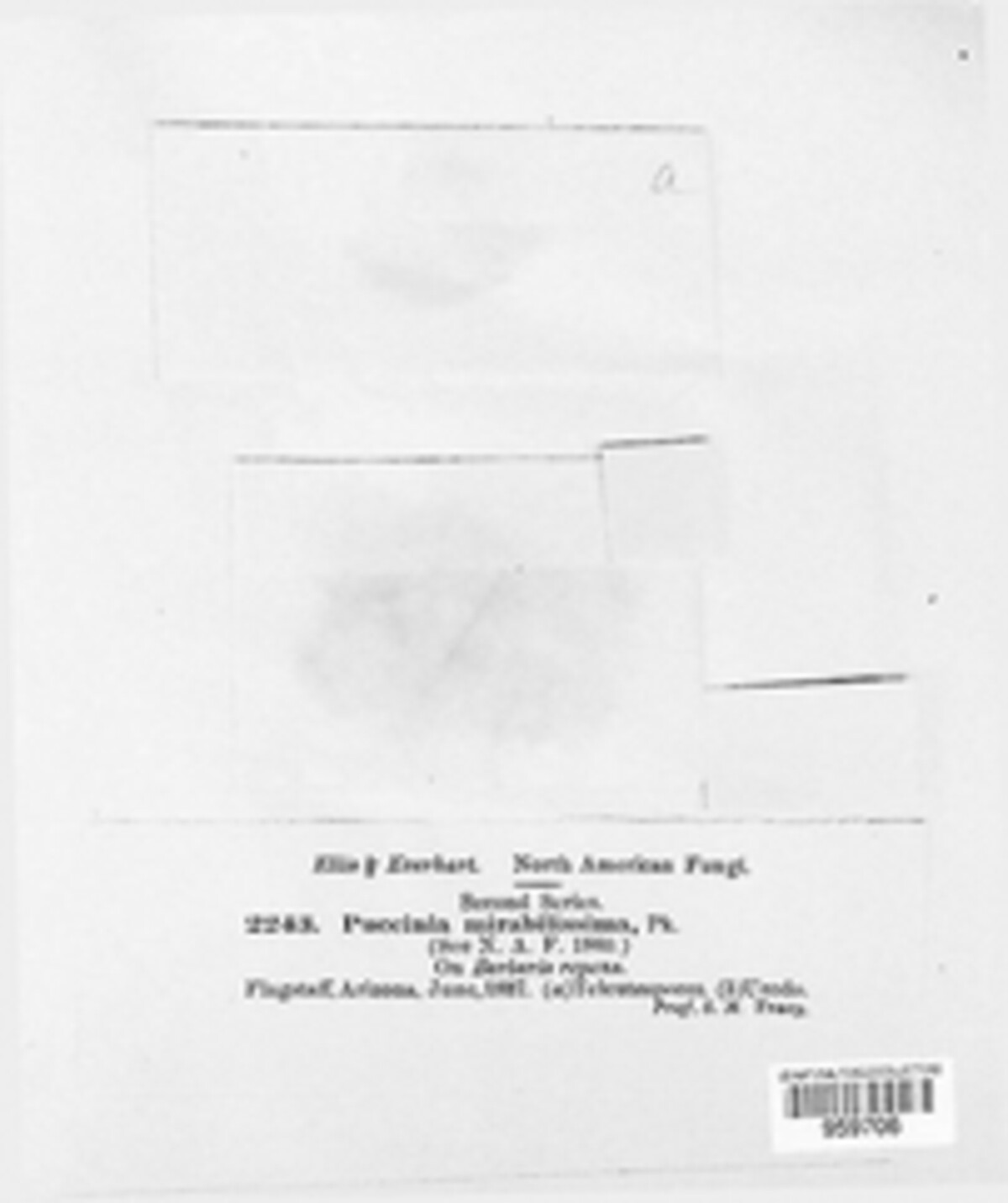 Cumminsiella image